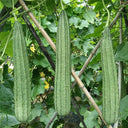 Meiling No.2 Luffa Seeds, 10g