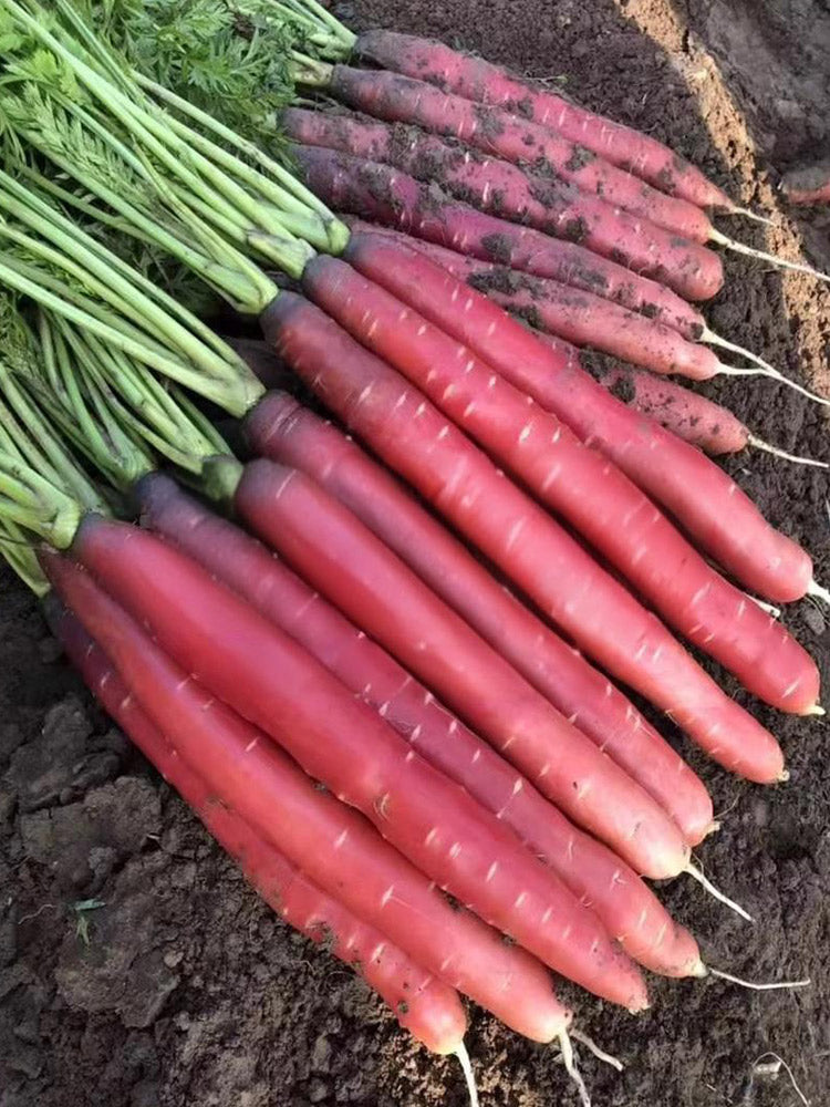 Purple-red Carrots, Pack of 1500