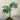 Buddha Belly Plant, 5 Seeds