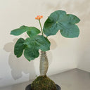 Buddha Belly Plant, 5 Seeds