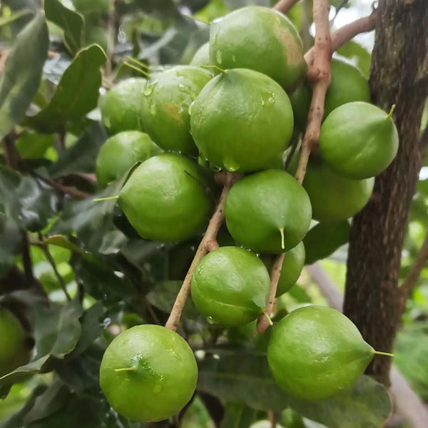Macadamia Nut, 10 Seeds