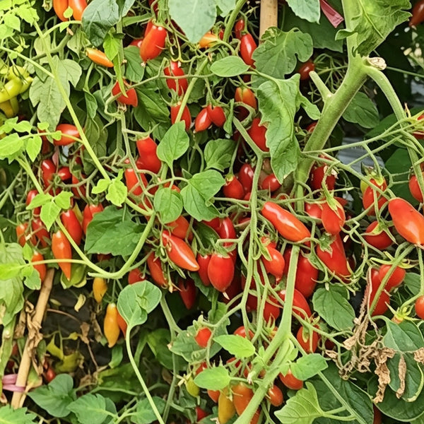 Sweet Bubble F5 Tomato, 5 Seeds