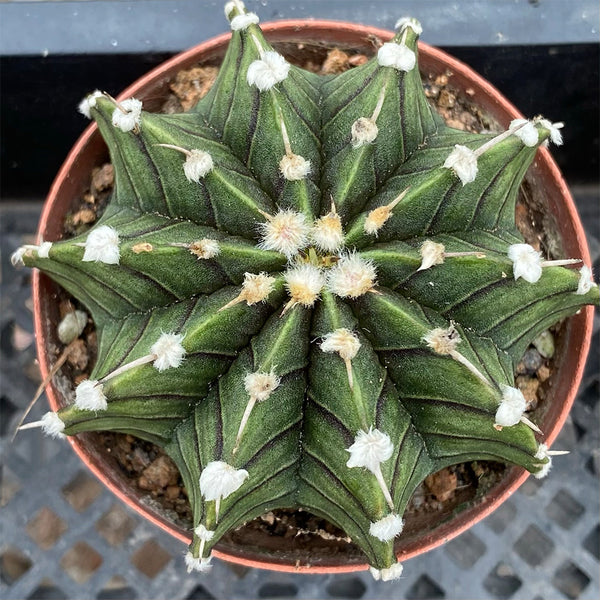 Gymnocalycium stenopleurum, 3-4cm