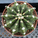 Gymnocalycium stenopleurum, 3-4cm