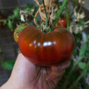 Black Krim Tomato, 20~30 Seeds