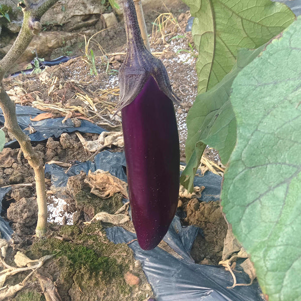 Chongqing Early No.1 Purple-Red Eggplant Seeds, 8g