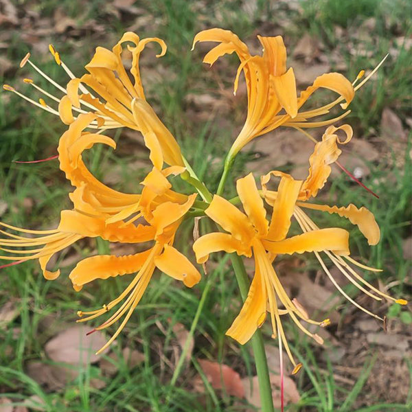 Golden Spider Lily, 3 Bulbs