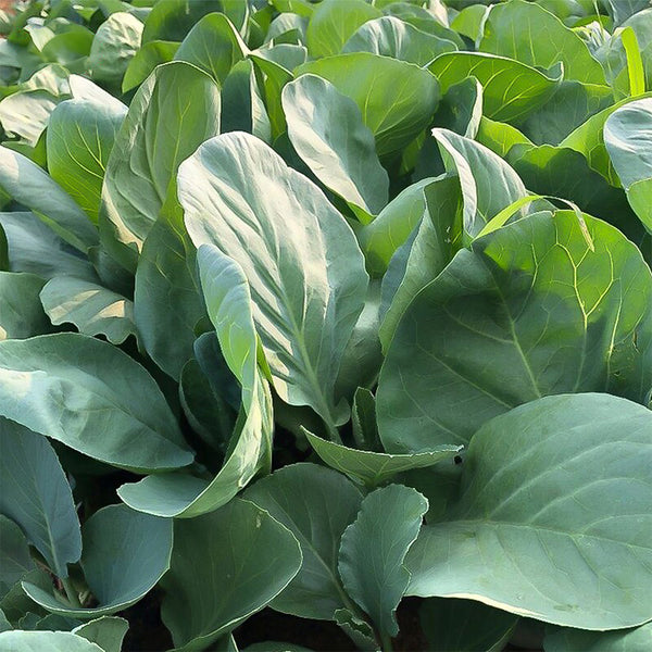Heat-Tolerant Round-Leaf Chinese Kale Seeds, 20g
