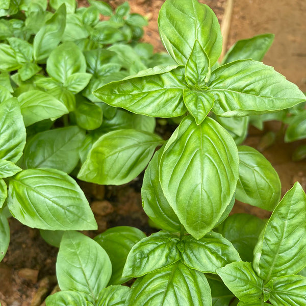 Giant Leaf Basil Seeds, 200 Seeds