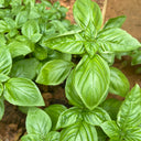 Giant Leaf Basil Seeds, 200 Seeds