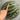 Ya Zong Winter Melon, 5 Seeds