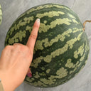 Ya Zong Winter Melon, 5 Seeds