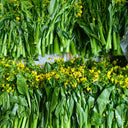 'Li Jian' 120-Day Sweet Choy Sum Seeds, 20g