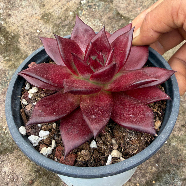 Echeveria cv. 'Robin', 2pcs x 1-head