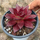 Echeveria cv. 'Robin', 2pcs x 1-head