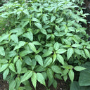 Corchorus olitorius Seeds, 20g