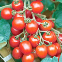 'Red Millennium' Cherry Tomato Seeds, 100 Seeds