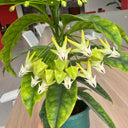 Hoya multiflora, 3 Cuttings