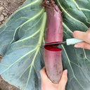 ALTO Long-shaped Red Garden Beet Seeds, 200 Seeds