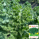 Firenze Kale, 100 Seeds
