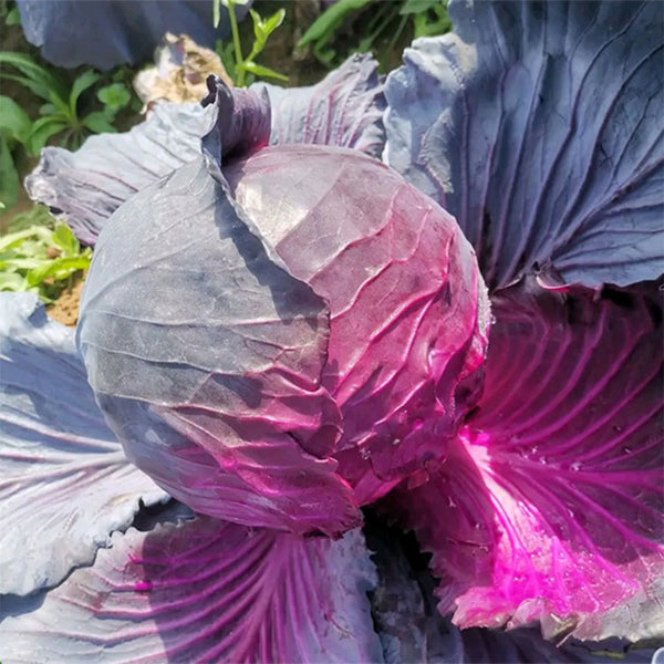 'Purple Crystal' Cabbage, 500 Seeds