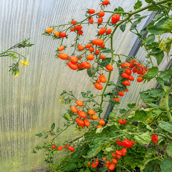 165 Orange Fountain Tomato, 5 Seeds