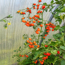165 Orange Fountain Tomato, 5 Seeds