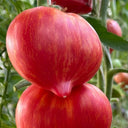 Tree of Hearts Tomato, 5 Seeds