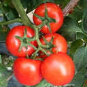 Venice F1-199 Tomato, 5 Seeds