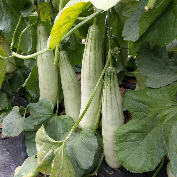 Jinyun Crisp-Sweet Melon Seeds, 10g