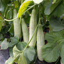 Jinyun Crisp-Sweet Melon Seeds, 10g