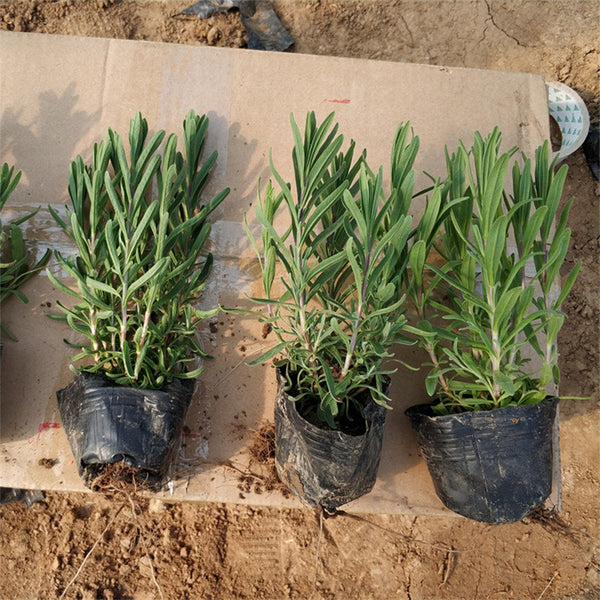 Narrowleaf Lavender, 200 Seeds