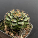 'Lishe Peony' Live Cactus, 3-4cm