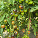1043 Far Sky Cherry Tomato, 5 Seeds