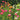 Tall Strawflower Mix, 100 Seeds