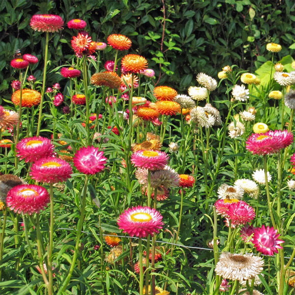 Tall Strawflower Mix, 100 Seeds