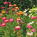 Tall Strawflower Mix, 100 Seeds