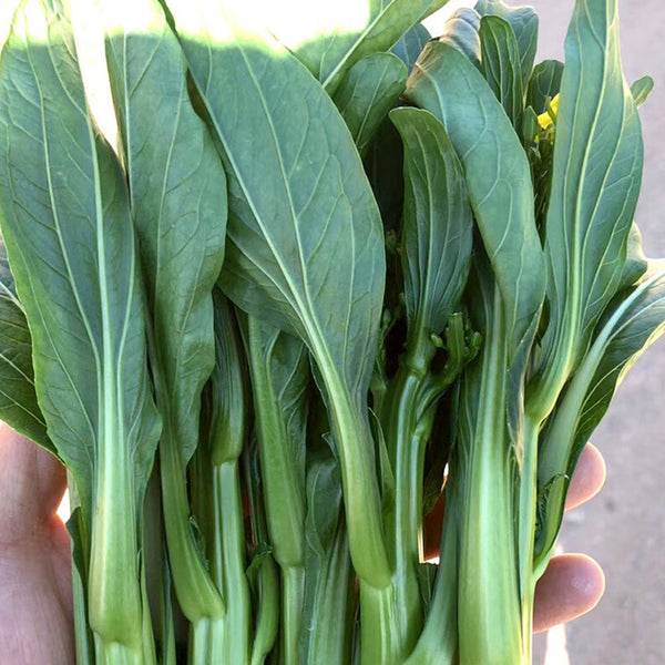 Meiqi No.3 Sweet Choy Sum Seeds, 10g