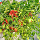 606 Eden No. 3 Dwarf Cherry Tomato, 3 Seeds