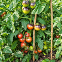 536 Dwarf Mocha's Cherry Tomato, 5 Seeds