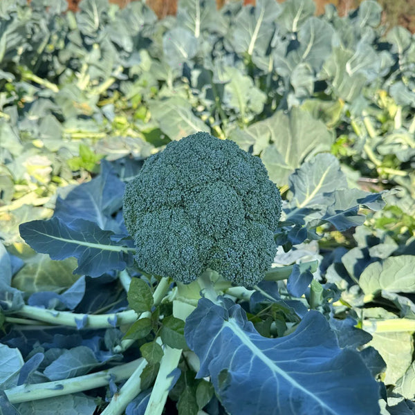 GreenVigour 80 Broccoli Seeds, 1000 Seeds
