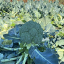 GreenVigour 80 Broccoli Seeds, 1000 Seeds