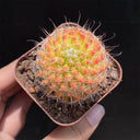 Mammillaria jaliscana f. variegata 'Hongnawan', 3-4cm
