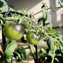 Black Knight Tomato Seeds, 25 Seeds