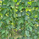 Long Dragon Cowpea Seeds, 50g