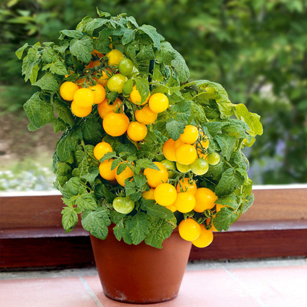 Potted Dwarf Yellow Tomato, 100 Seeds