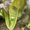 Purple-leaf Quick-growing Bok Choy Seeds, 10g