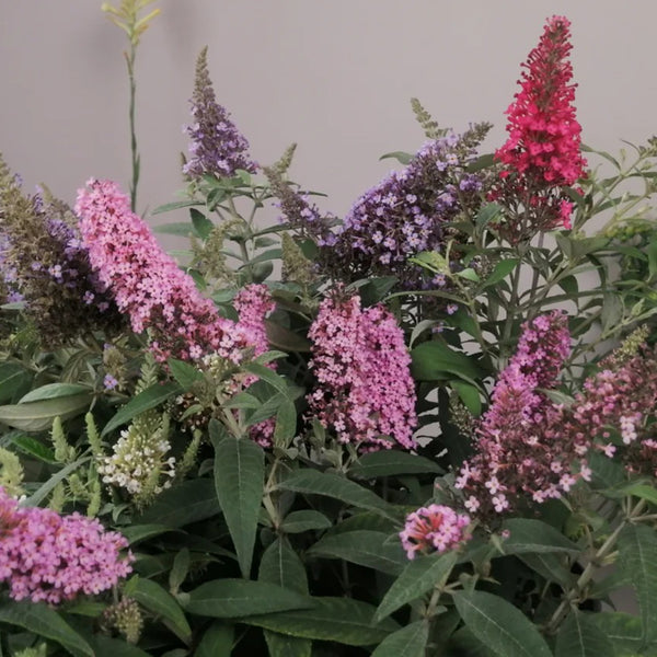 Mixed Butterfly Bush, 10 Seeds