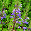 Mountain Mint, 500 Seeds