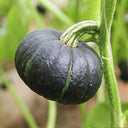 Green Beibei Pumpkin Seeds, 20 Seeds